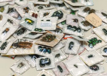 Imagem de insetos da fauna brasileira enviados pelos Correios