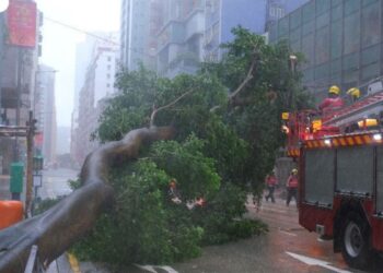 Imagem de uma árvore caída após a passada do tufão em Hong Kong