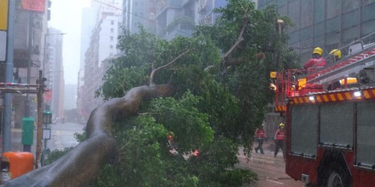 Imagem de uma árvore caída após a passada do tufão em Hong Kong
