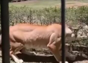 Onça-Parda em imagem de câmera