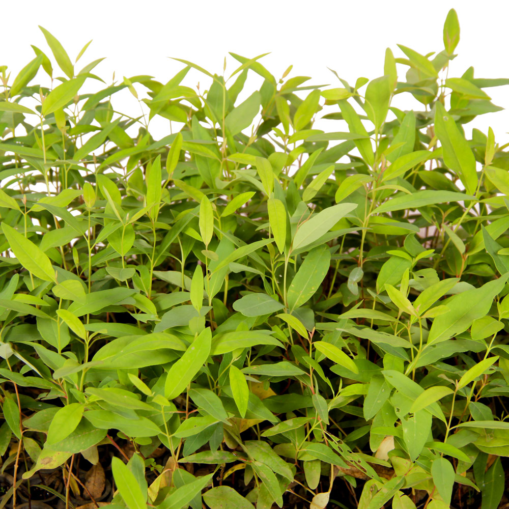 planta