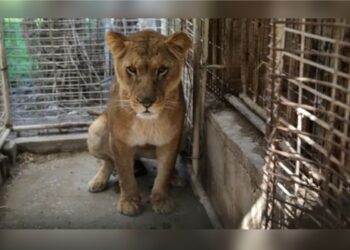 Leoa na jaula