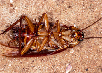 Minha mãe me ensinou essas 5 dicas para acabar com as baratas em casa!