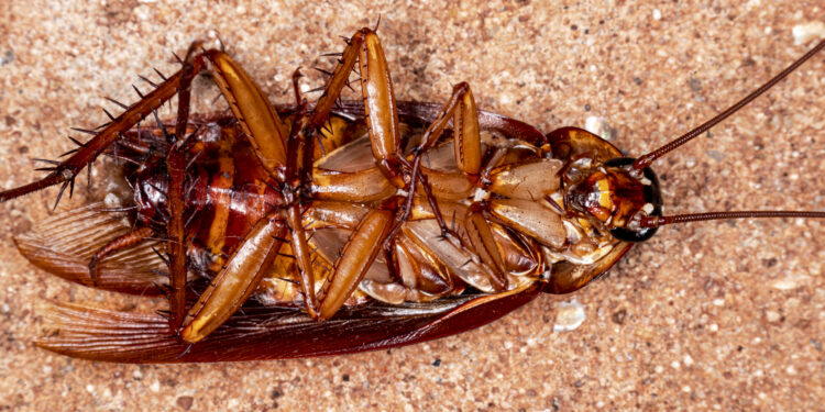 Minha mãe me ensinou essas 5 dicas para acabar com as baratas em casa!