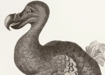 Ave extinta retorna após 300 anos e anima pesquisadores