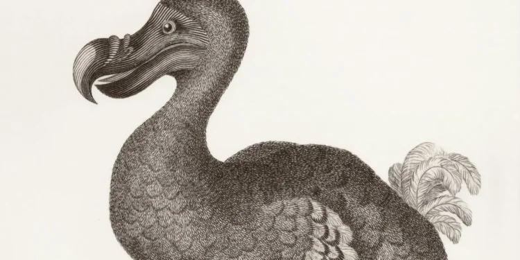 Ave extinta retorna após 300 anos e anima pesquisadores