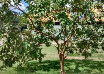 Árvore ideal para plantar no quintal da sua casa — Faz sombra e dá frutos!