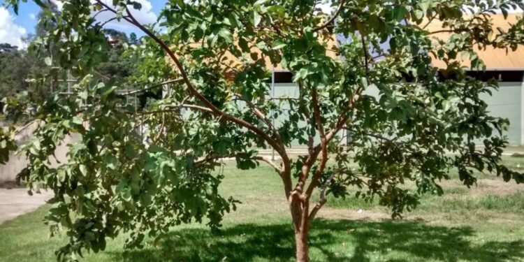 Árvore ideal para plantar no quintal da sua casa — Faz sombra e dá frutos!