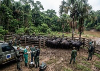 Búfalos invadem a Amazônia e precisam ser abatidos para conter prejuízo