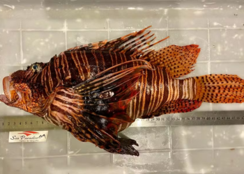 Peixe invasor com espinhos venenosos invade destino paradisíaco do Brasil