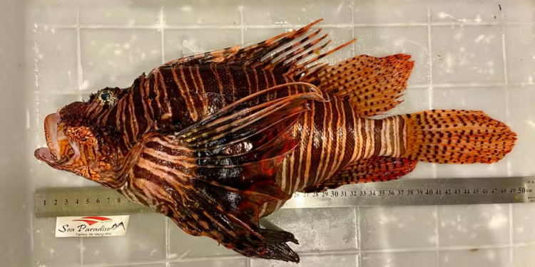 Peixe invasor com espinhos venenosos invade destino paradisíaco do Brasil
