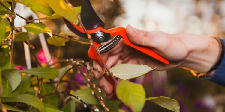 Uma pessoa com tesoura na mão faz poda de árvores