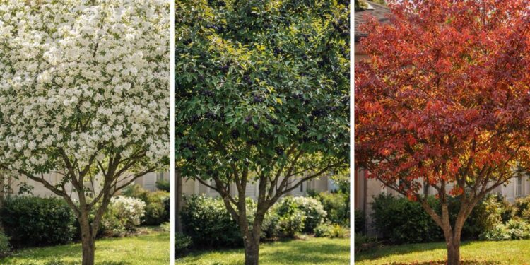 Árvore que muda de cor 3 vezes ao ano