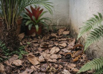 Um escorpião atrás de algumas plantas
