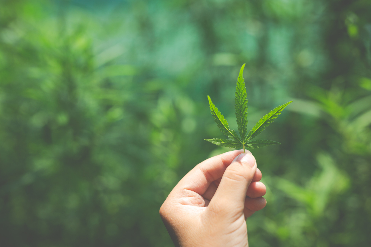 Maconha legalizada no Brasil? O que muda após decisão dos EUA - FDR