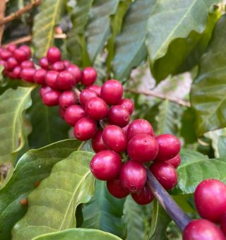 Suco de laranja e café podem ser extintos com seca e baixa na produção do Brasil