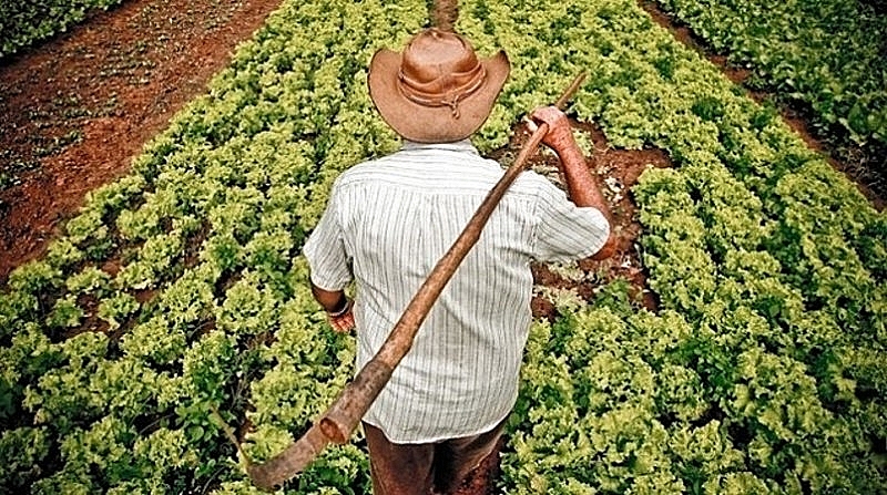 Auxílio emergencial para agricultoras não foi aprovado; veja os mais atingidos (Imagem: Arquivo / Agência Brasil)