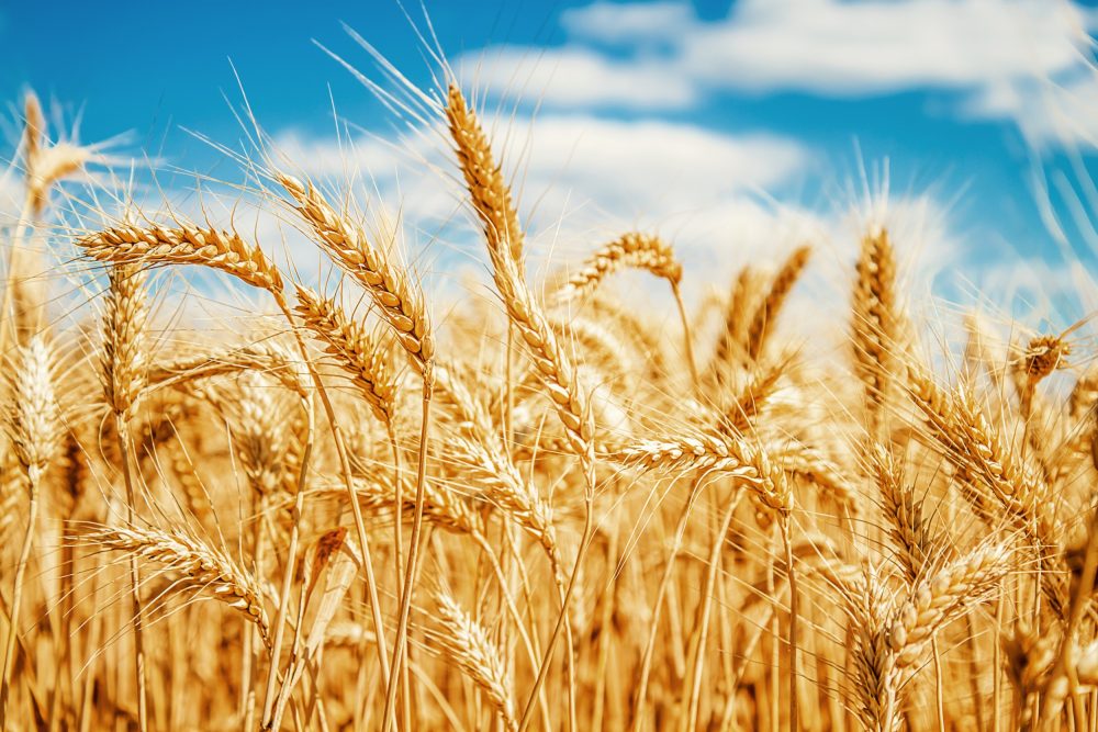Dois alimentos populares correm o risco de ficarem mais caros após alta no trigo