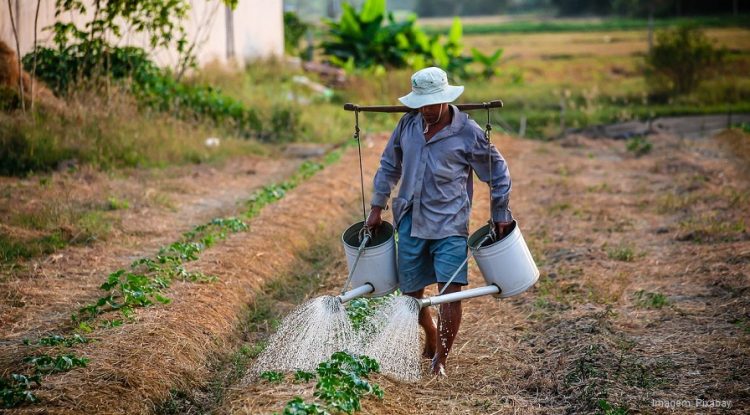 INSS: listamos tudo que você precisa saber sobre a APOSENTADORIA RURAL