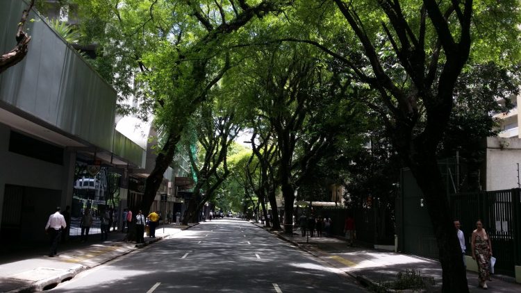 Arborização concede desconto de 20% no IPTU de Uberaba
