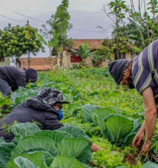 Pequenos produtores rurais têm oportunidade de crédito ampliada pelo BNDES