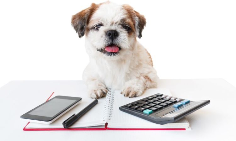 Governo se pronuncia sobre imposto para quem tem gato e cachorro; confira