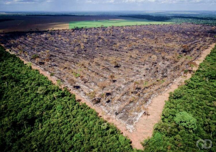 Desmatamento no Cerrado gera multas milionárias: R$ 206 milhões por danos ambientais