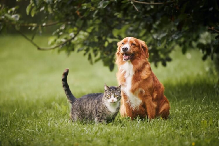 Governo criar RG Nacional para cães e gatos; saiba como obter o registro para o seu pet