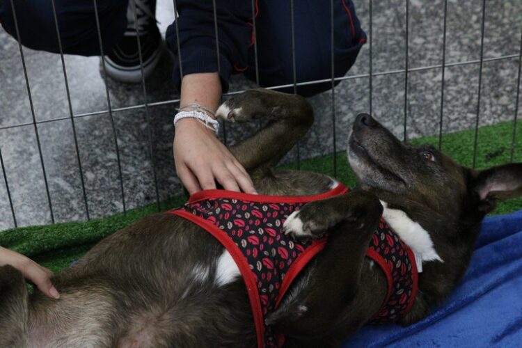 Criação de imposto sobre animais de estimação: governo responde