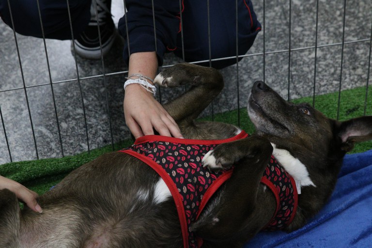 Criação de imposto sobre animais de estimação: governo responde