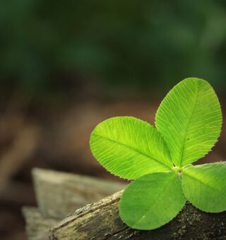 6 plantas para ter em casa e atrair dinheiro na virada do ano