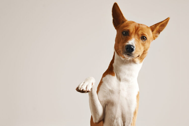 Pais de pet em festa após anúncio de Lula sobre RG para animais; veja quanto será
