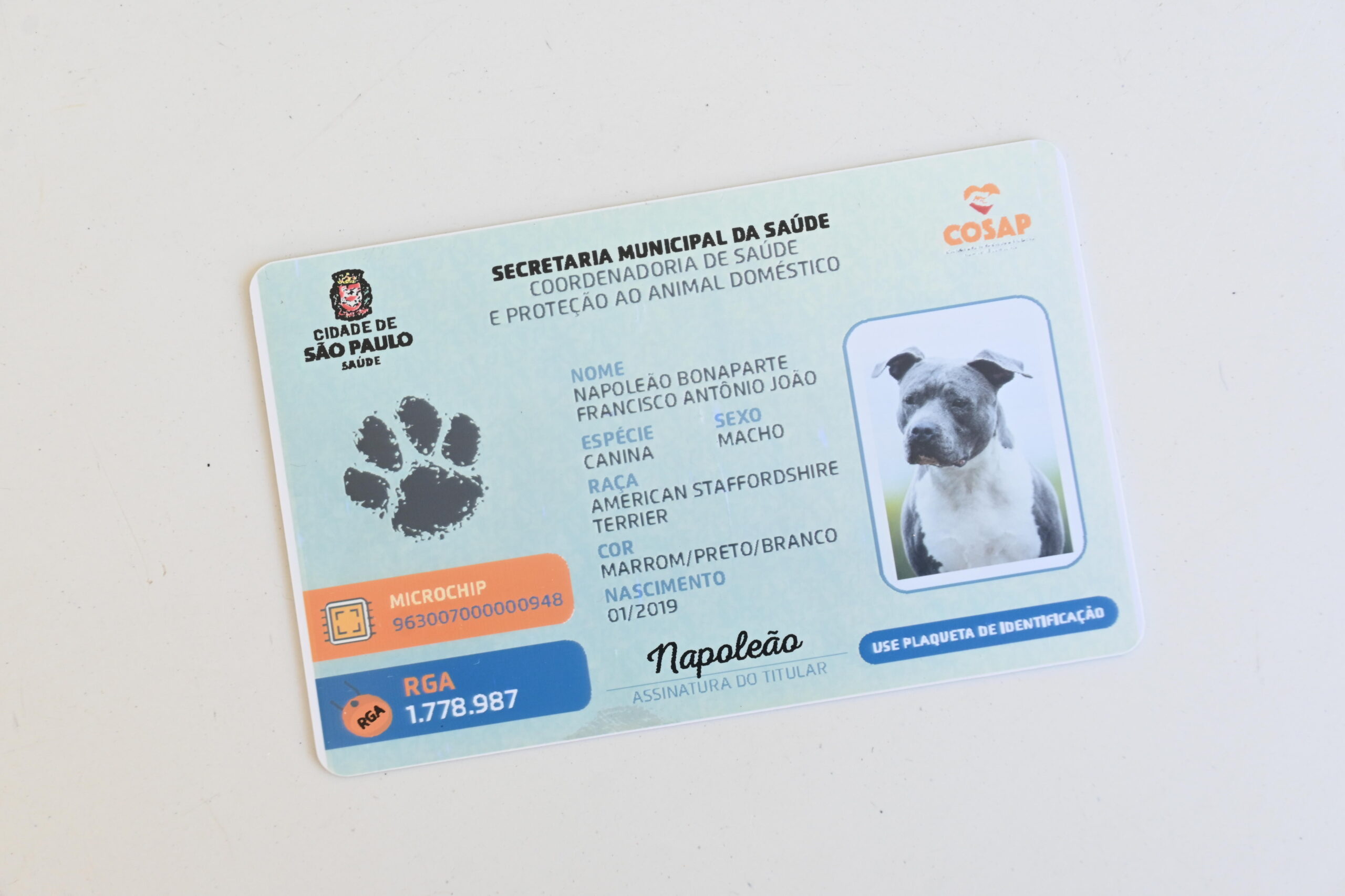 URGENTE: Governo Federal lança o SimPatinhas, RG para cães e gatos! Descubra como funciona e para que serve