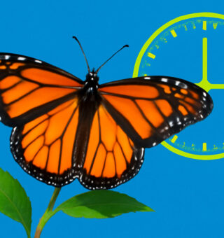 Você não vai acreditar em quanto tempo uma borboleta realmente vive!