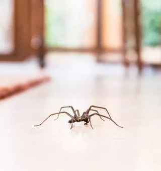 Descubra o que significa encontrar ARANHAS em casa