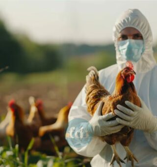 Um agente sanitário segura uma galinha após casos de Gripe Aviária