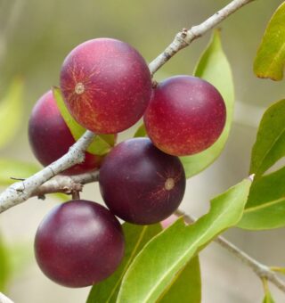 Uma fruta com mais vitamina C que a laranja