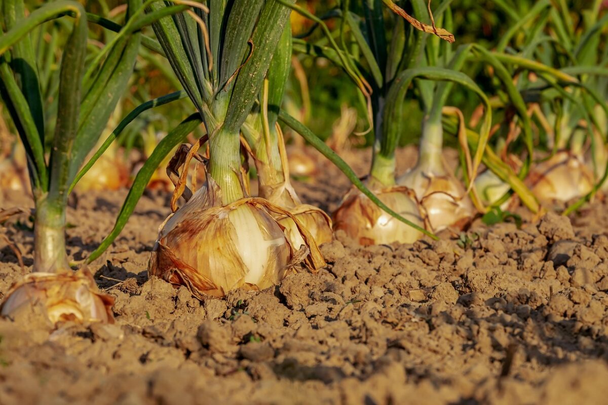 Como criar uma mini horta em casa e economizar com alimentos naturais