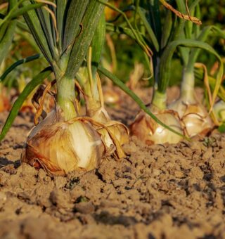 Como criar uma mini horta em casa e economizar com alimentos naturais