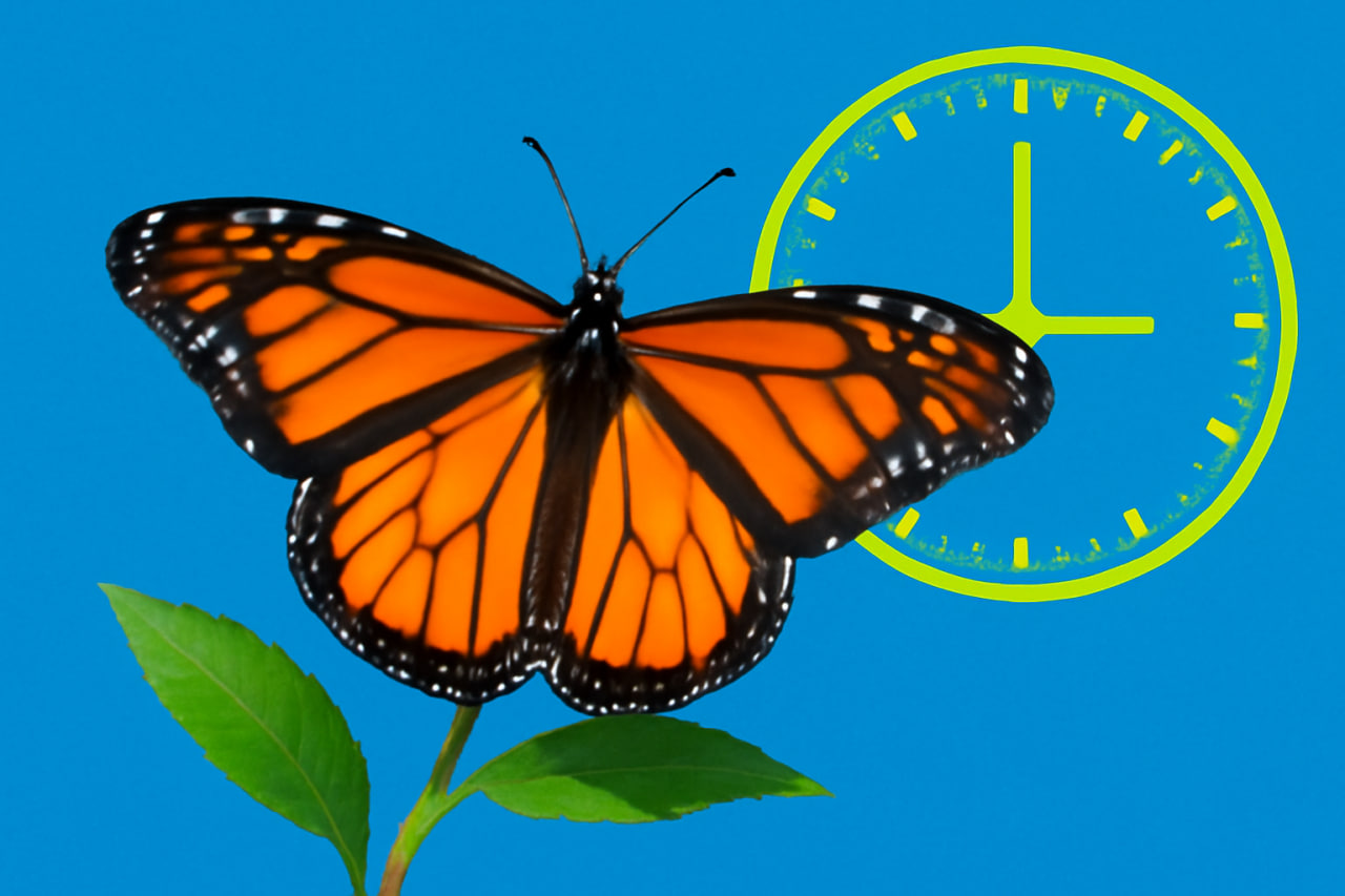  Você não vai acreditar em quanto tempo uma borboleta realmente vive!