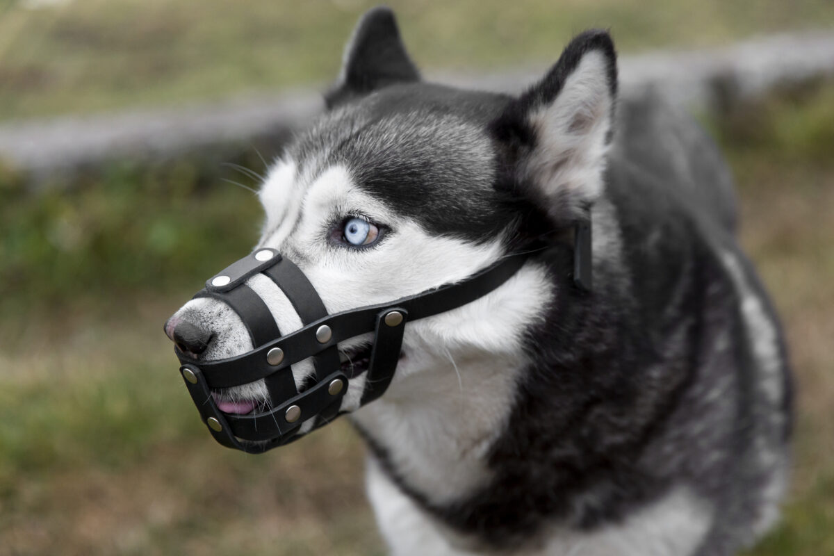 Seu cachorro precisa usar focinheira? O que diz a lei sobre passeios com cães porte grande