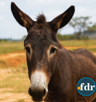 Jumentos em extinção? Entenda o risco que o animal corre no Brasil
