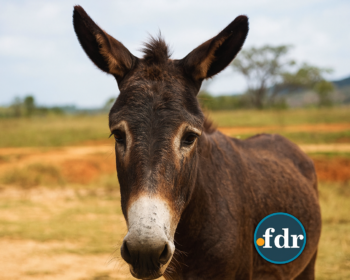 Jumentos em extinção? Entenda o risco que o animal corre no Brasil