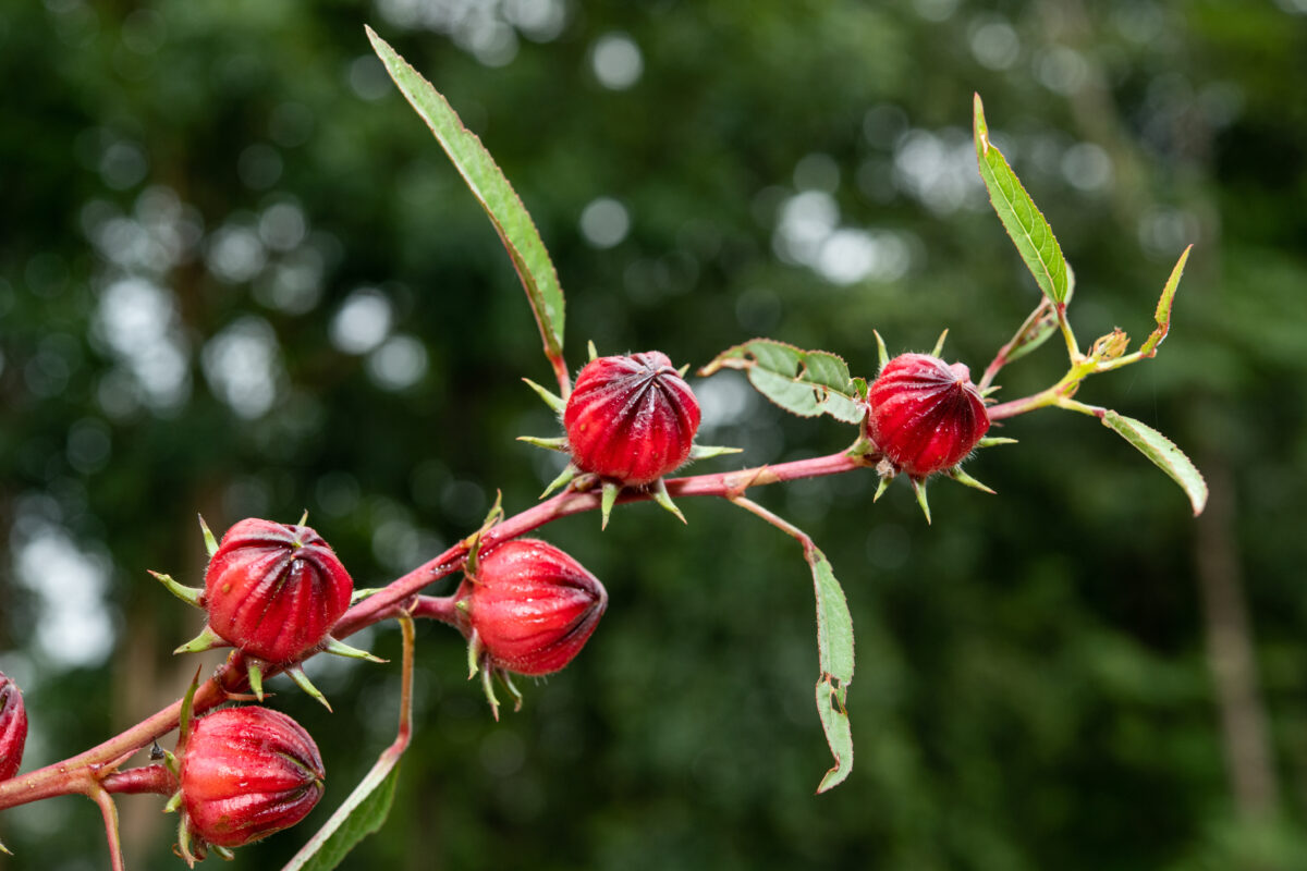 Você tem urucum em casa? Você tem um tesouro anti-envelhecimento no armário da cozinha
