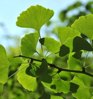 Planta milenar pode fortalecer sua memória; aprenda a cultivar em casa