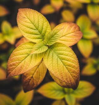 O que significa quando suas plantas ficam com folhas amareladas?