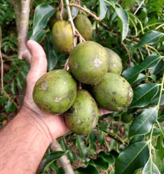Aroma intenso e sabor marcante: a fruta perfeita para combater inflamações