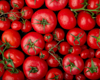 Venda de tomate é proibida por risco de doença grave! Aprenda a se proteger
