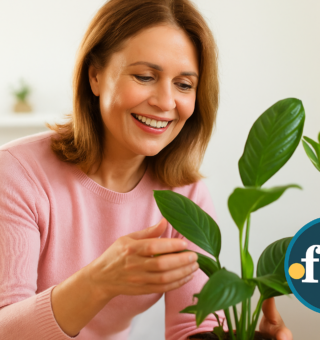 Plantas no inverno: 5 espécies de baixa manutenção para decorar sua casa