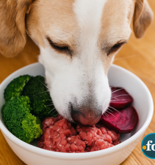 Comida para cachorro: 5 alimentos comuns que seu pet pode comer sem medo